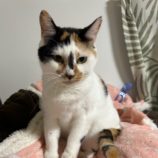 1月14日瑞穂店に参加するまたたび家の保護猫05