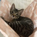 1月14日瑞穂店に参加するまたたび家の保護猫06