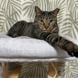 1月14日瑞穂店に参加するまたたび家の保護猫07