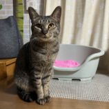 1月14日瑞穂店に参加するまたたび家の保護猫08