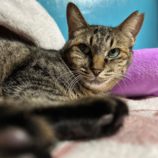 1月14日瑞穂店に参加するまたたび家の保護猫09