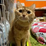 1月14日瑞穂店に参加するまたたび家の保護猫10