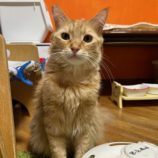 1月14日瑞穂店に参加するまたたび家の保護猫11