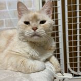 1月14日瑞穂店に参加するまたたび家の保護猫12