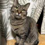 1月14日瑞穂店に参加するまたたび家の保護猫13