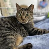 1月14日瑞穂店に参加するまたたび家の保護猫14