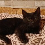 1月7日守谷店に参加するにゃんこの大冒険の保護猫01