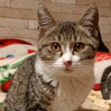 1月7日守谷店に参加するにゃんこの大冒険の保護猫02