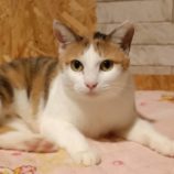 1月7日守谷店に参加するにゃんこの大冒険の保護猫03