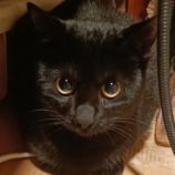 1月7日守谷店に参加するにゃんこの大冒険の保護猫04