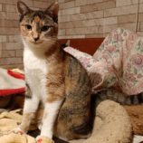 1月7日守谷店に参加するにゃんこの大冒険の保護猫05