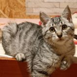 1月7日守谷店に参加するにゃんこの大冒険の保護猫06