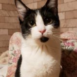 1月7日守谷店に参加するにゃんこの大冒険の保護猫08