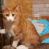 1月7日守谷店に参加するにゃんこの大冒険の保護猫10