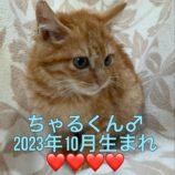 1月28日小山店に参加するにゃんこの大冒険の保護猫01