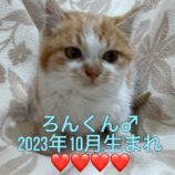 1月28日小山店に参加するにゃんこの大冒険の保護猫02