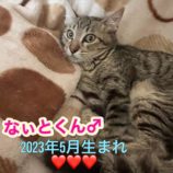 1月28日小山店に参加するにゃんこの大冒険の保護猫03