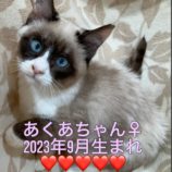 1月28日小山店に参加するにゃんこの大冒険の保護猫05
