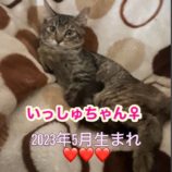 1月28日小山店に参加するにゃんこの大冒険の保護猫06