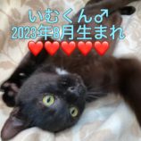 1月28日小山店に参加するにゃんこの大冒険の保護猫07