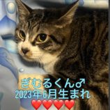 1月28日小山店に参加するにゃんこの大冒険の保護猫08