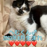 1月28日小山店に参加するにゃんこの大冒険の保護猫10