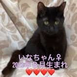 1月28日小山店に参加するにゃんこの大冒険の保護猫11