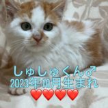 1月28日小山店に参加するにゃんこの大冒険の保護猫12