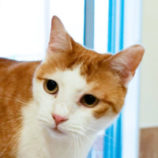 1月13日幸手店に参加するNPO法人Happy-Wildcatsの保護猫01