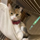 2月4日八千代店に参加する美浜ねこの会の保護猫01