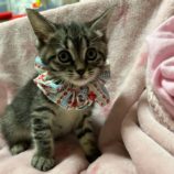 2月4日八千代店に参加する美浜ねこの会の保護猫02