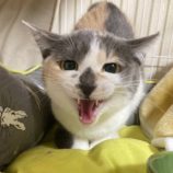 2月4日八千代店に参加する美浜ねこの会の保護猫03