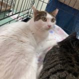 2月4日八千代店に参加する美浜ねこの会の保護猫04