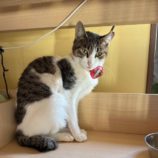 2月4日八千代店に参加する美浜ねこの会の保護猫05