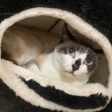 2月4日八千代店に参加する美浜ねこの会の保護猫06