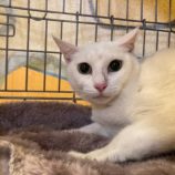 2月4日八千代店に参加する美浜ねこの会の保護猫08