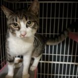 2月4日八千代店に参加する美浜ねこの会の保護猫09