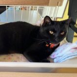 2月4日八千代店に参加する美浜ねこの会の保護猫10