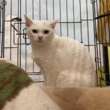 2月4日八千代店に参加する美浜ねこの会の保護猫11