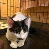 2月4日八千代店に参加する美浜ねこの会の保護猫12