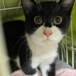 2月4日八千代店に参加する美浜ねこの会の保護猫13