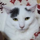 2月4日八千代店に参加する美浜ねこの会の保護猫15