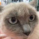 2月4日八千代店に参加する美浜ねこの会の保護猫16