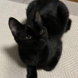 2月11日荒川沖店に参加するTeam.ホーリーキャットの保護猫01