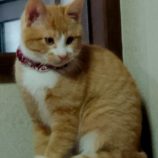 2月11日荒川沖店に参加するTeam.ホーリーキャットの保護猫02