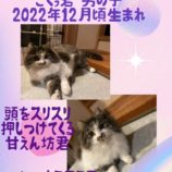 2月11日荒川沖店に参加するTeam.ホーリーキャットの保護猫03