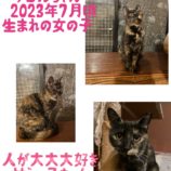 2月11日荒川沖店に参加するTeam.ホーリーキャットの保護猫04