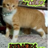 2月11日荒川沖店に参加するTeam.ホーリーキャットの保護猫05