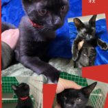 2月11日荒川沖店に参加するTeam.ホーリーキャットの保護猫06