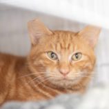 2月18日荒川沖店に参加する茨城さくらねこの会の保護猫01